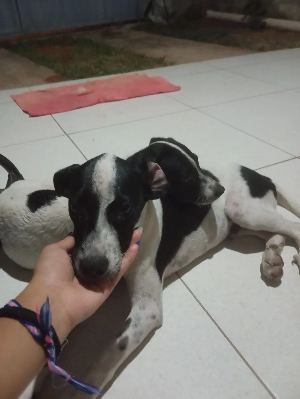 Dois filhotes de cachorro para adoção