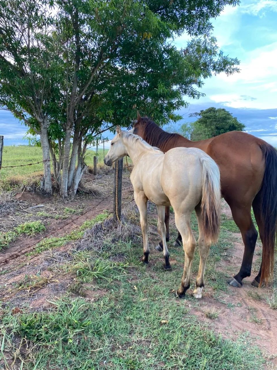 Potra Quarto de milha PO  - Foto 3