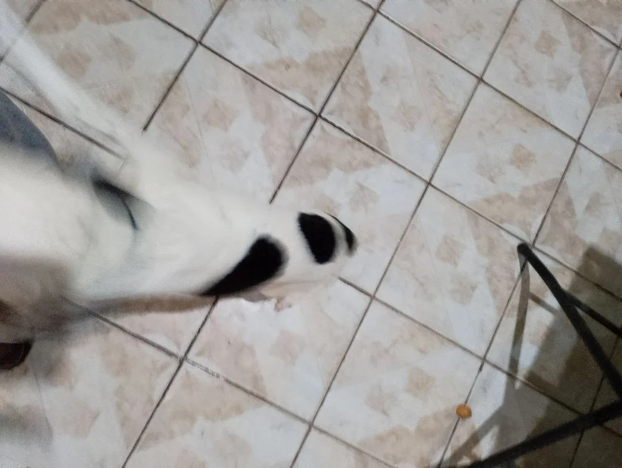 Cãozinho com manchas pretas para adoção