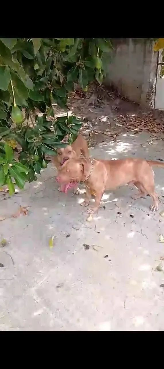 Filhotes de Pit Bull pra vender logo 1000 rs