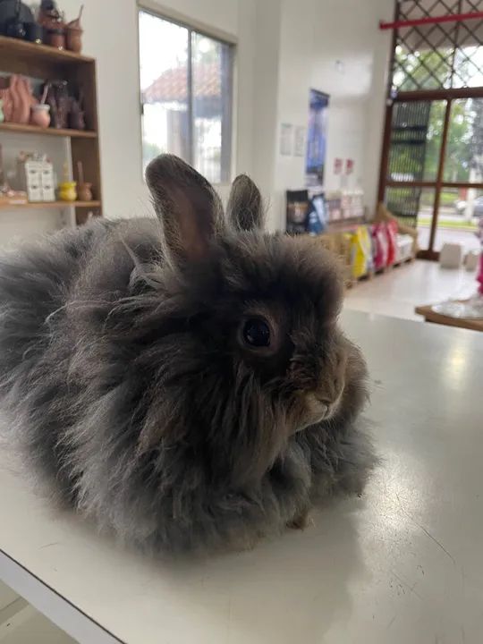 Coelho da raça Lion  - Foto 3