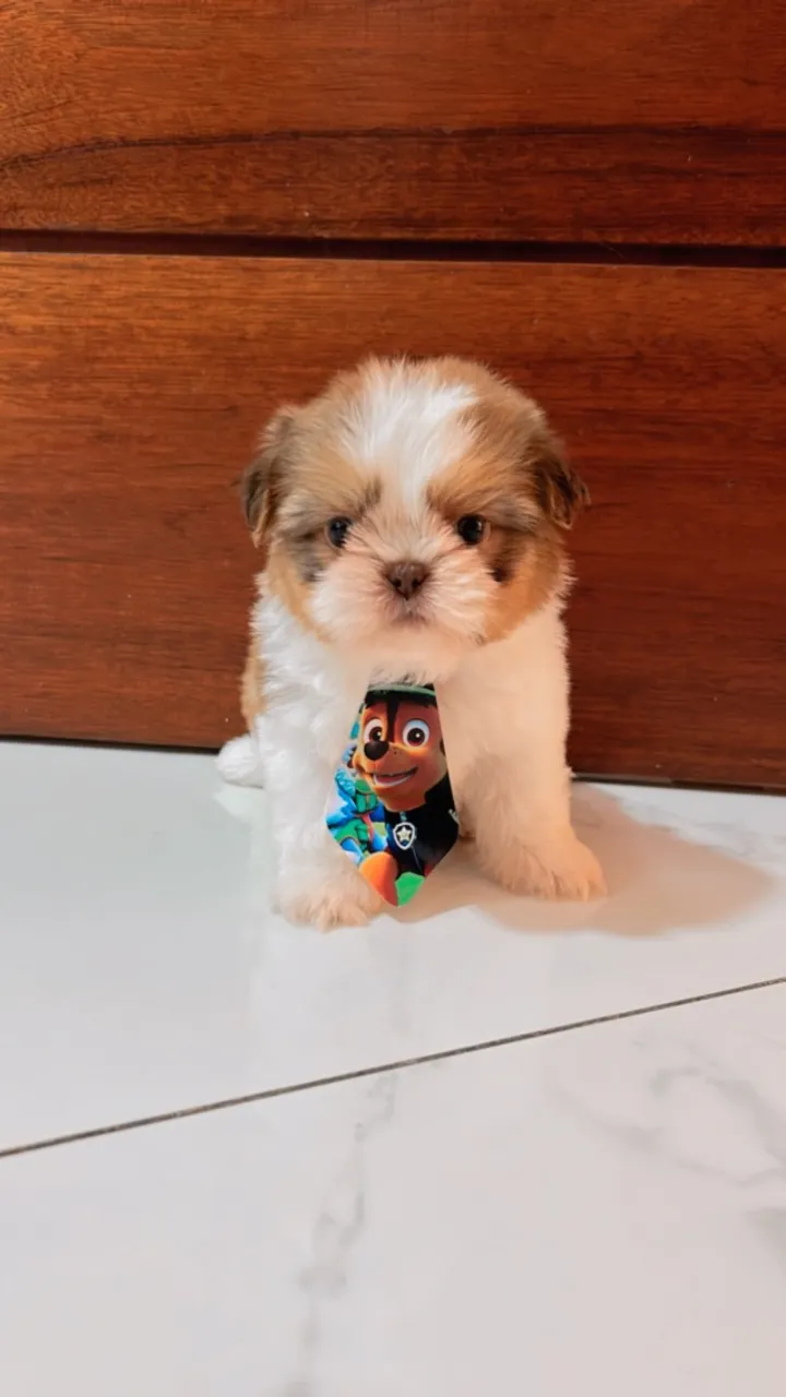 Shitzu macho fígado mini