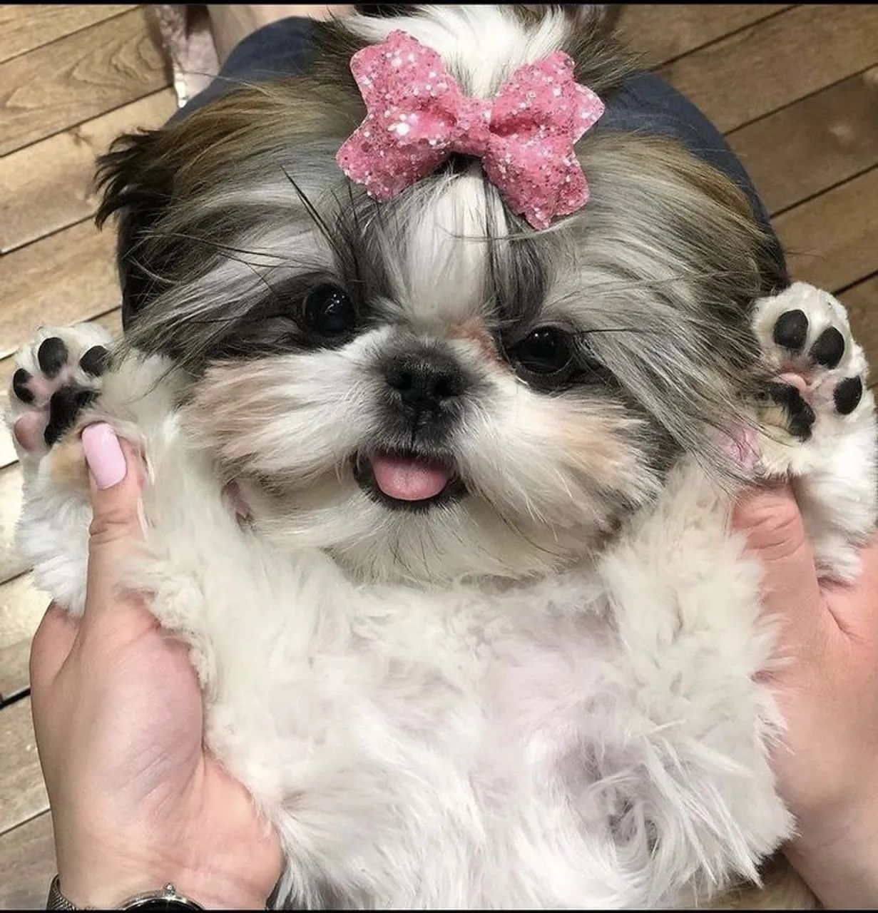Shitzu filhotes fêmeas poderosas de linda 