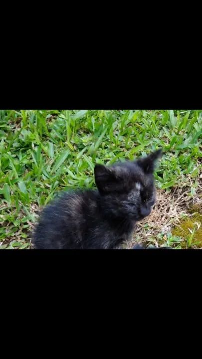 Gatos para adoção - Foto 2