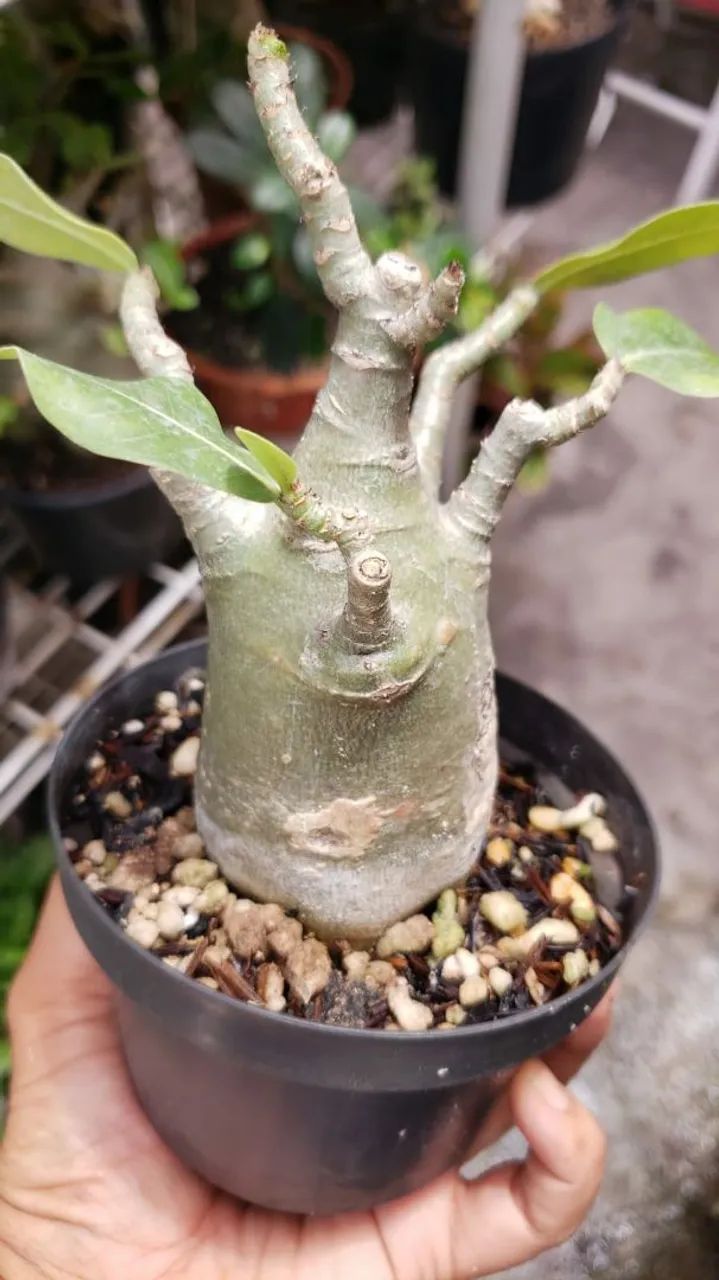 Arabicum de 10 e de 20 reais - Foto 2