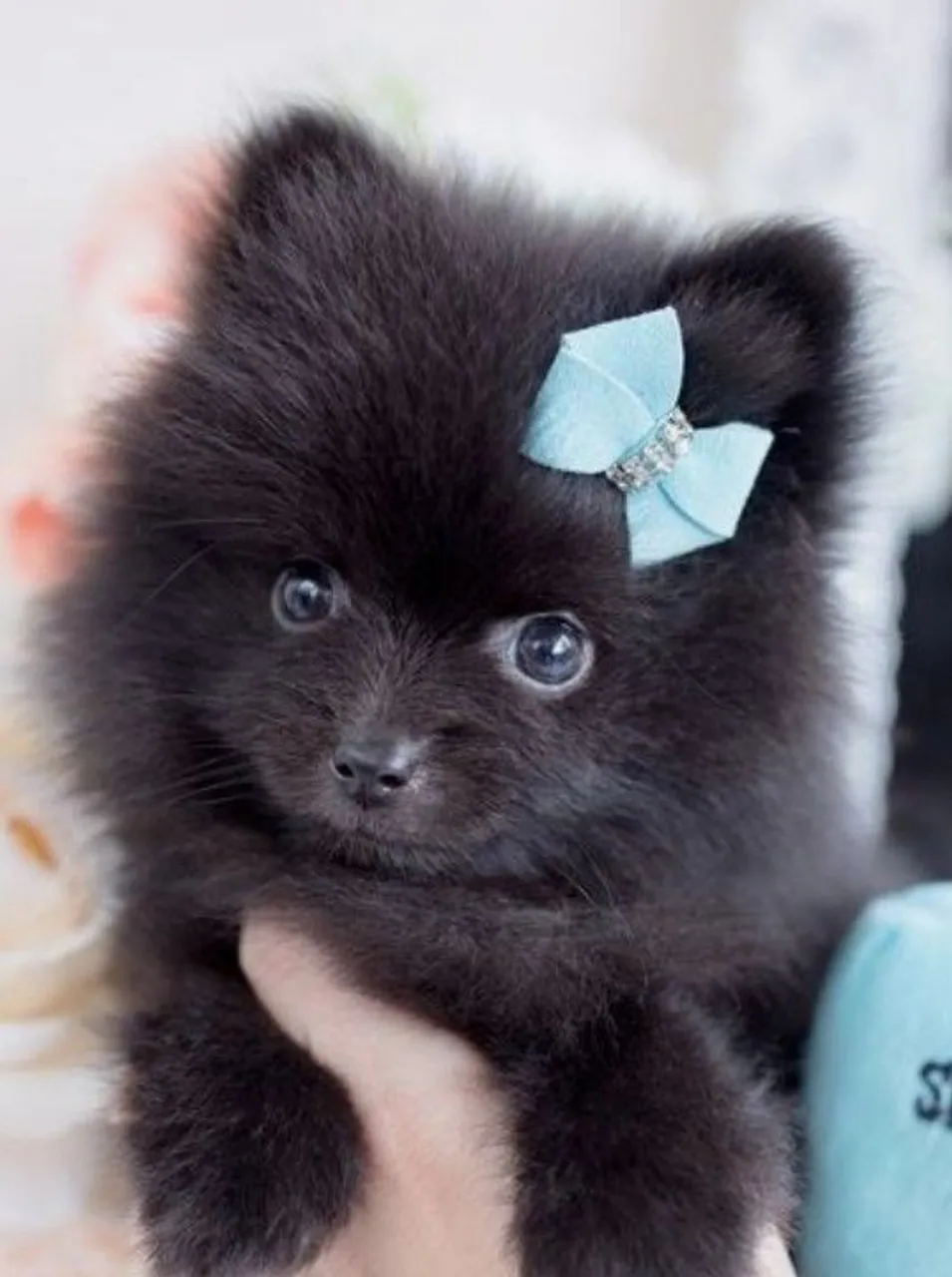 Spitz raposinha Preto