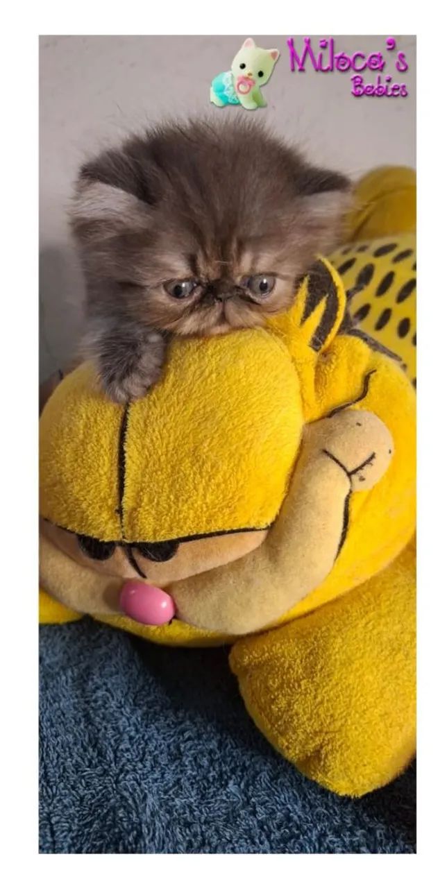 Gatinha Persa - Baby Panthera Negra 2 meses - Foto 6