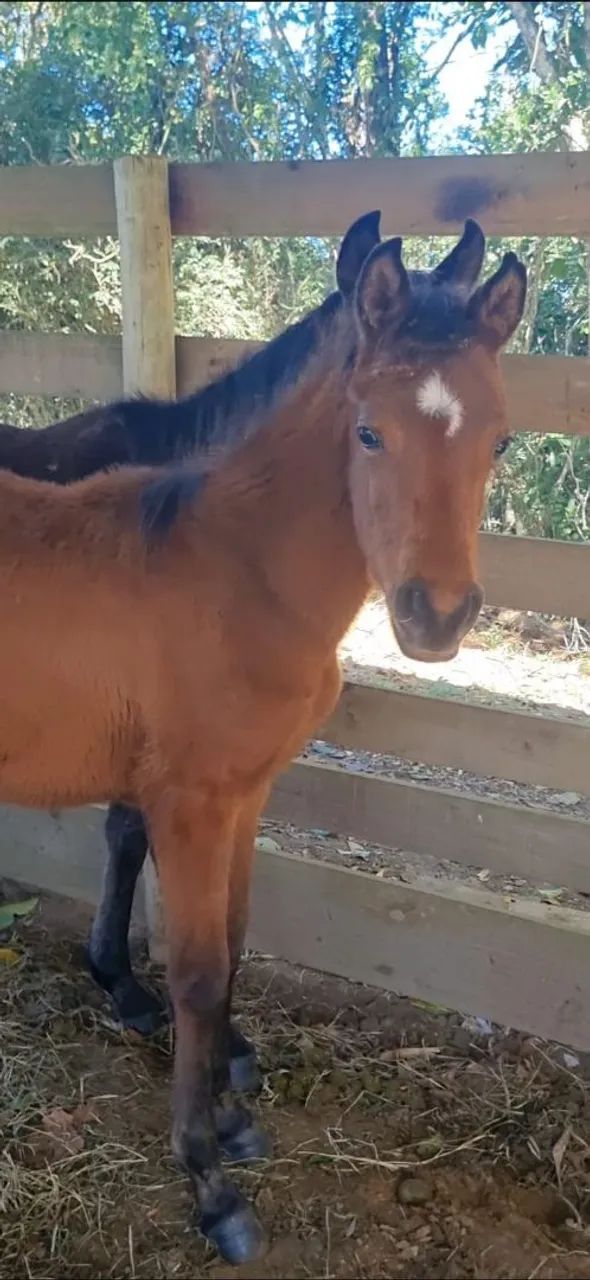 Potros à venda - Foto 2