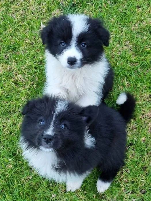 Border collie fofurento 