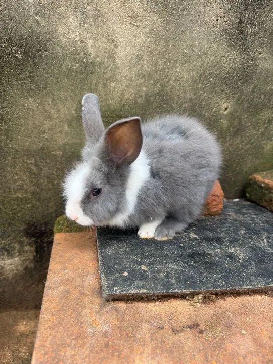 Coelhos à venda  - Foto 5
