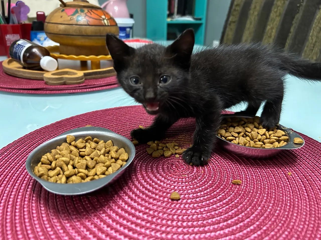 Lindos filhotes, ADOÇÃO!