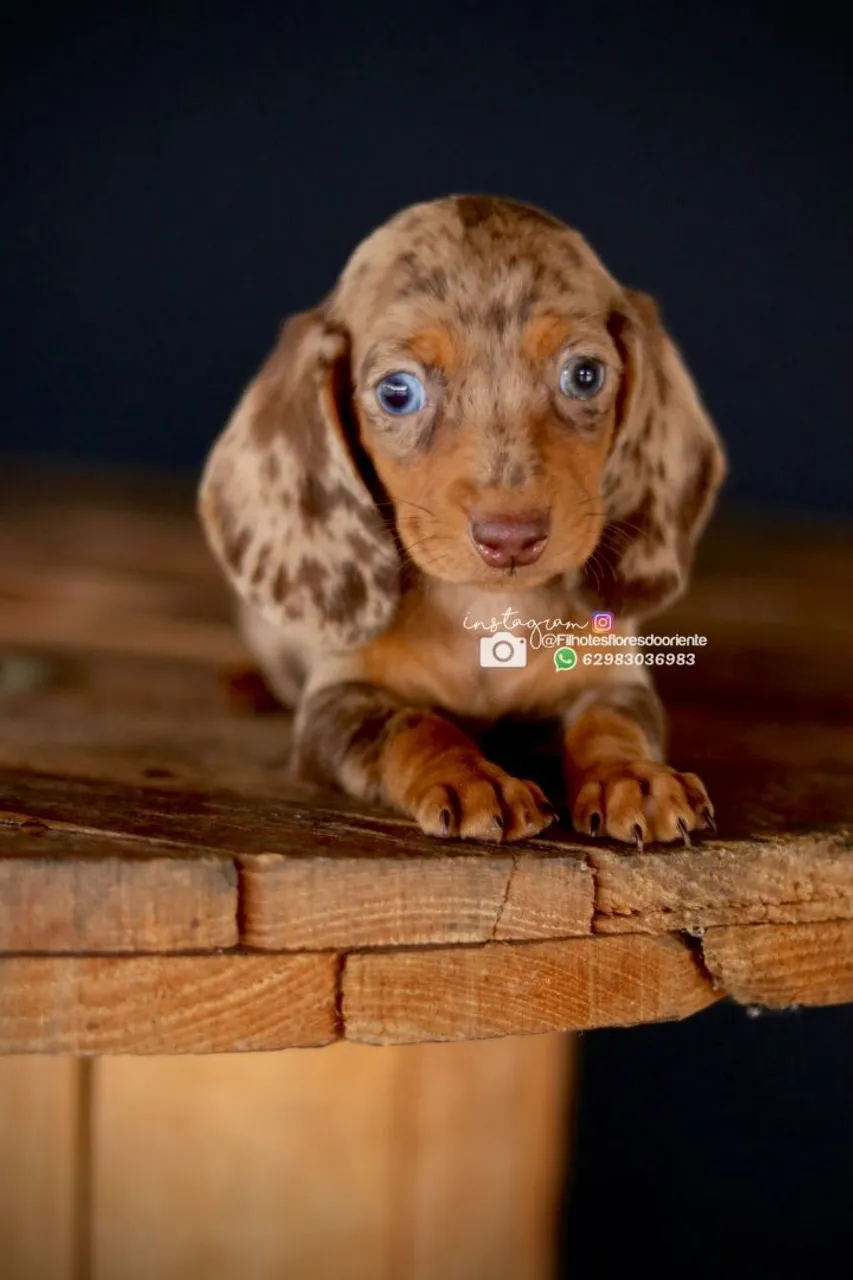 Filhote Dachshund Arlequim Olhos Azuis