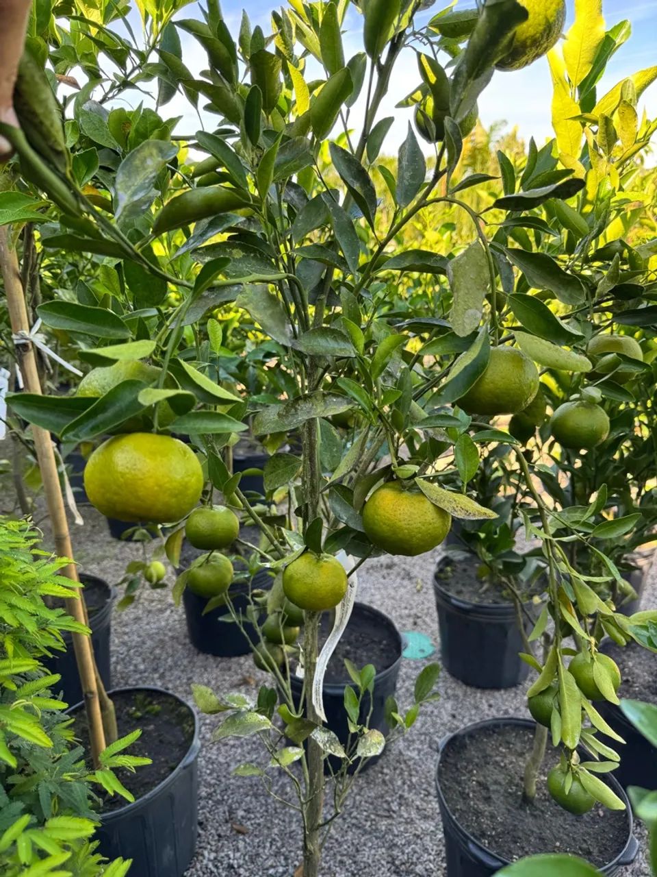 Frutíferas enxertadas - Foto 2