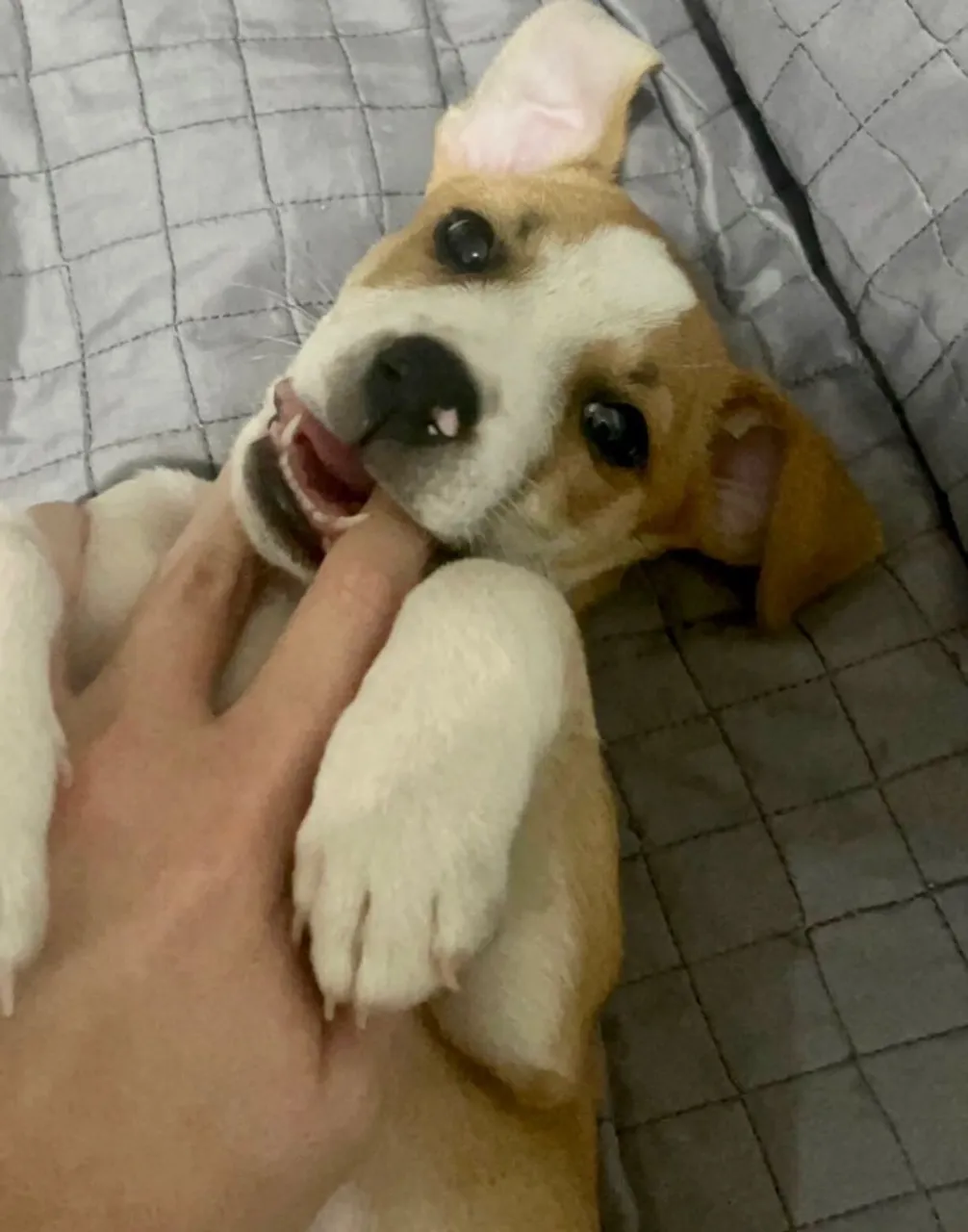 Cãozinho para adoção