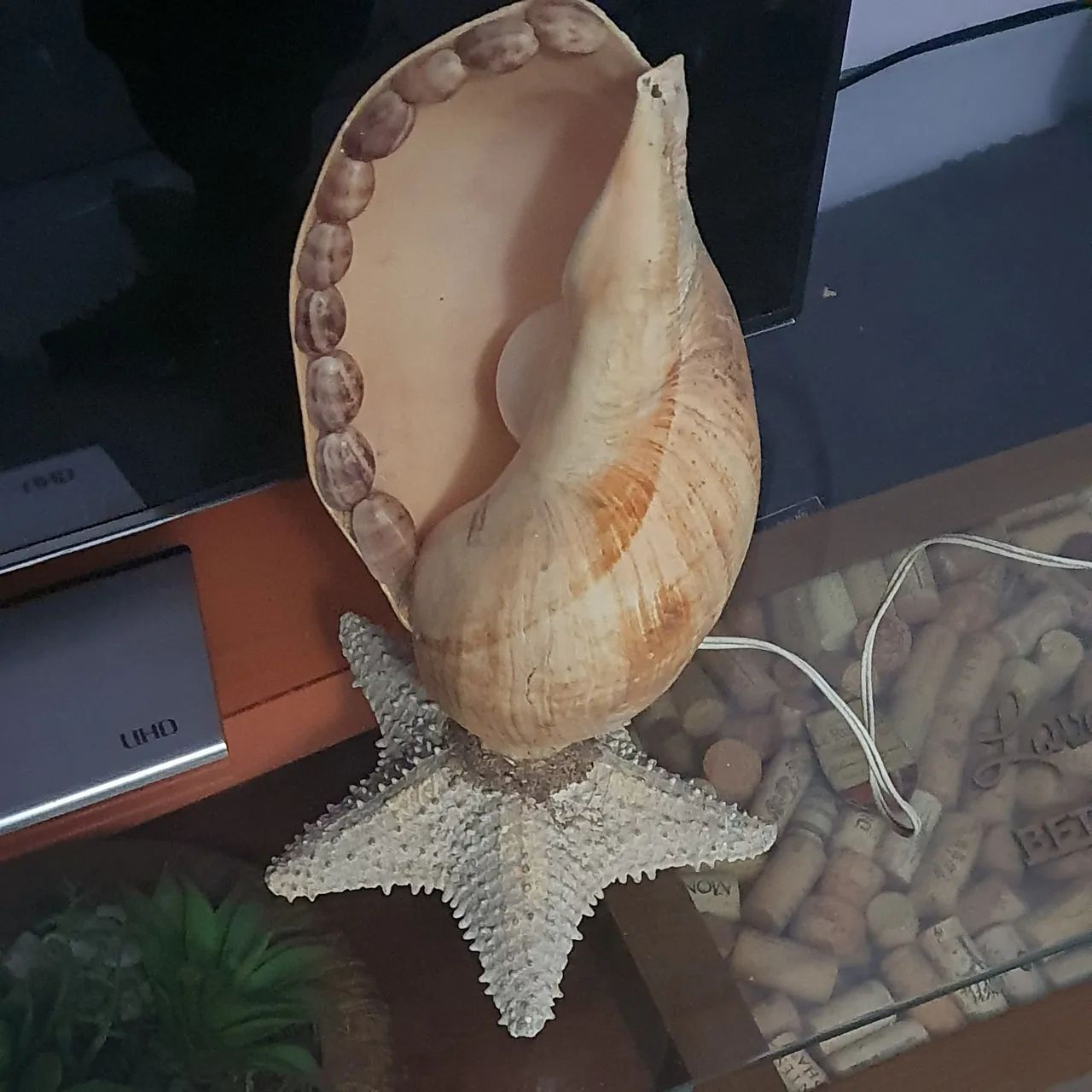 Luminária de Concha Marítima