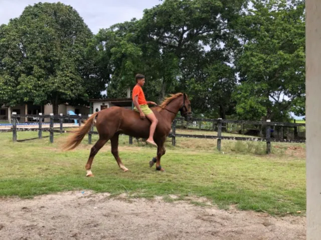 Cavalo de vaquejada 