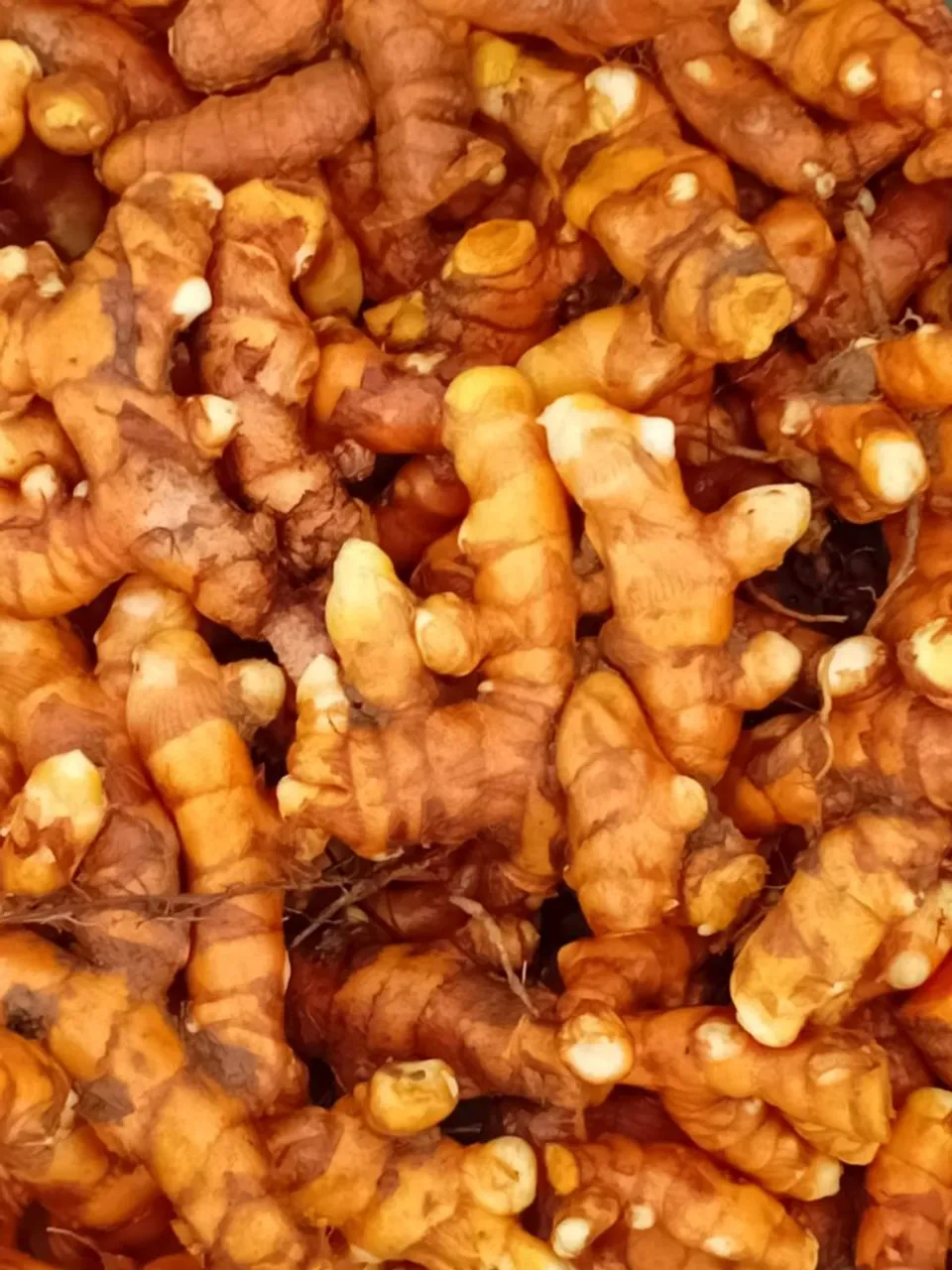 Raízes de Cúrcuma Fresca - Sabor e Saúde!