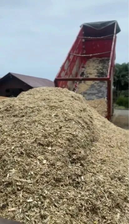 Pupunha Triturada R$0,10 o KG - Foto 4