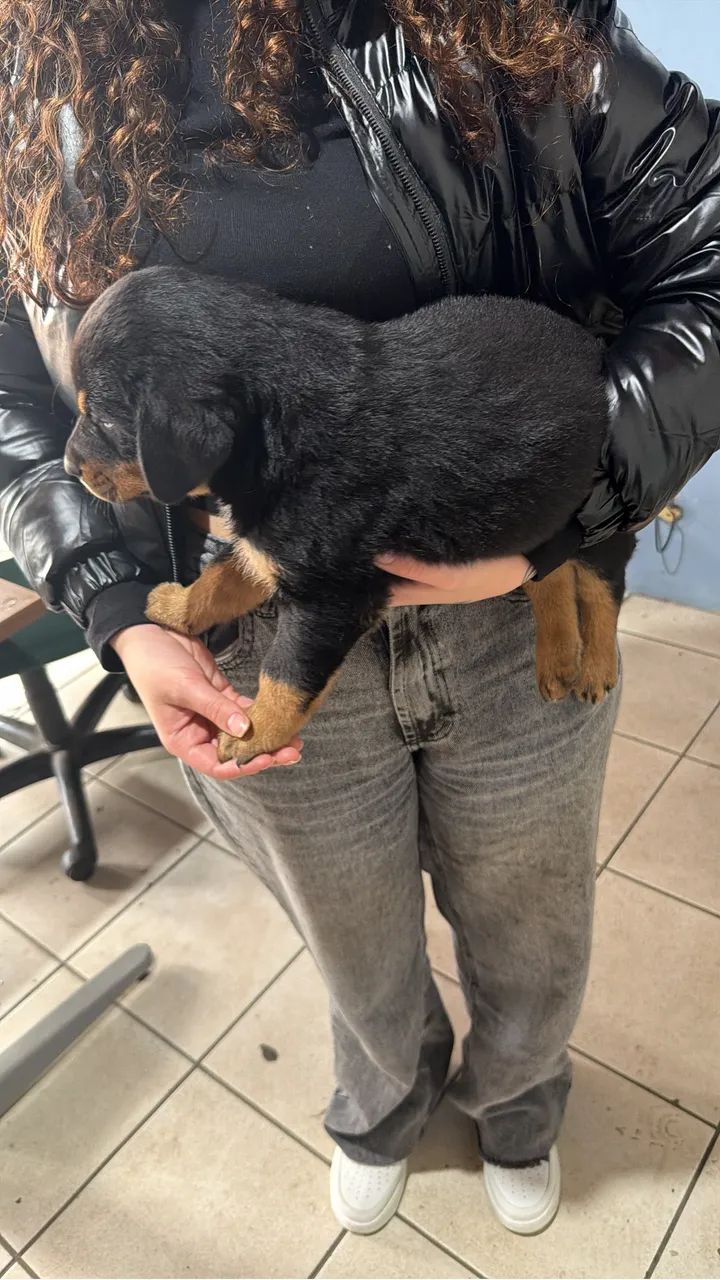 Cachorro rotweiller