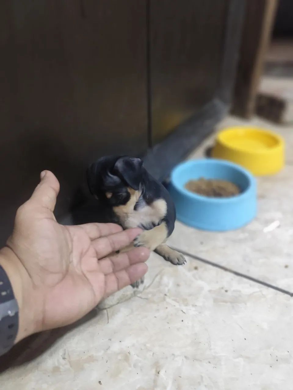 PINSCHER FÊMEA  - Foto 2