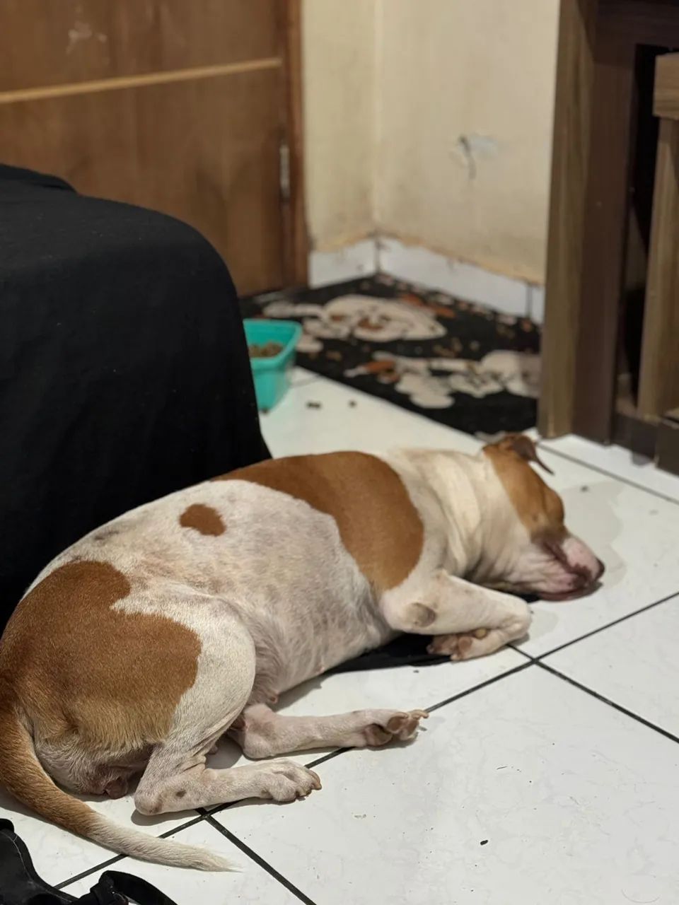 Pit bull Femea DOAÇÃO  - Foto 3