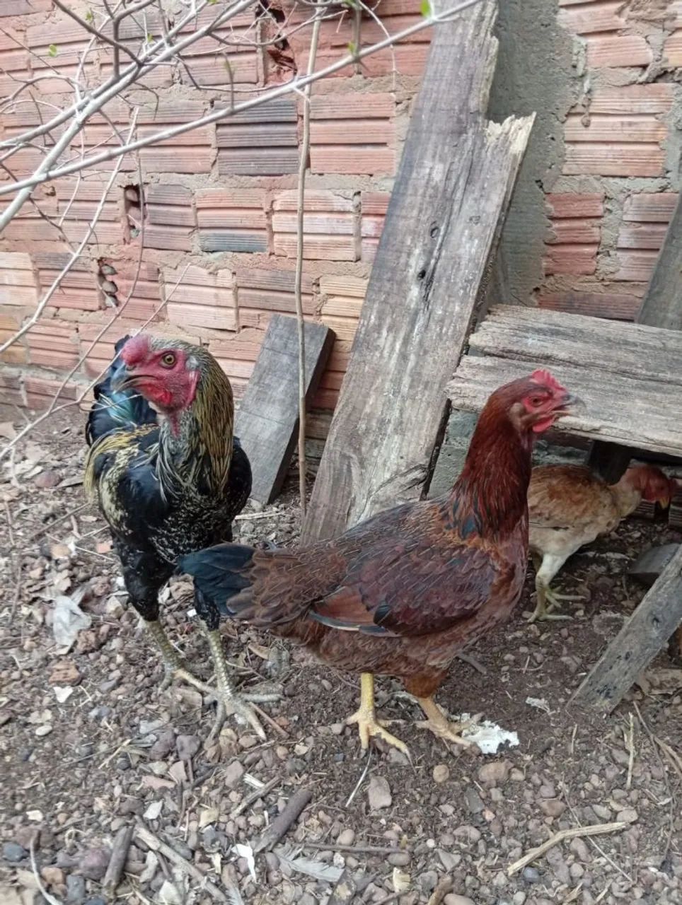 Frango Caipira  - Foto 2