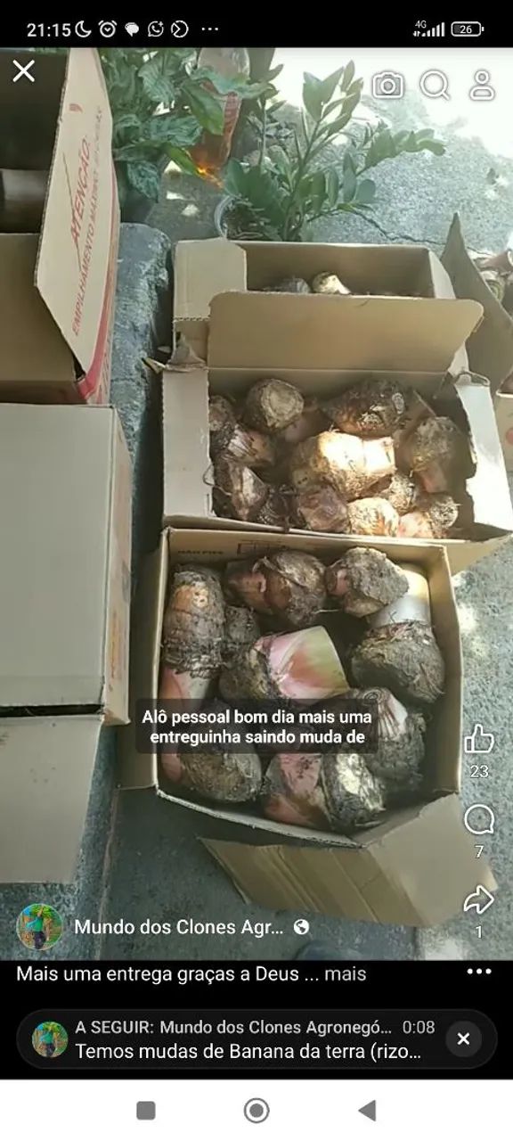 Mudas de bananeiras Rizomas ( muda arrancada)