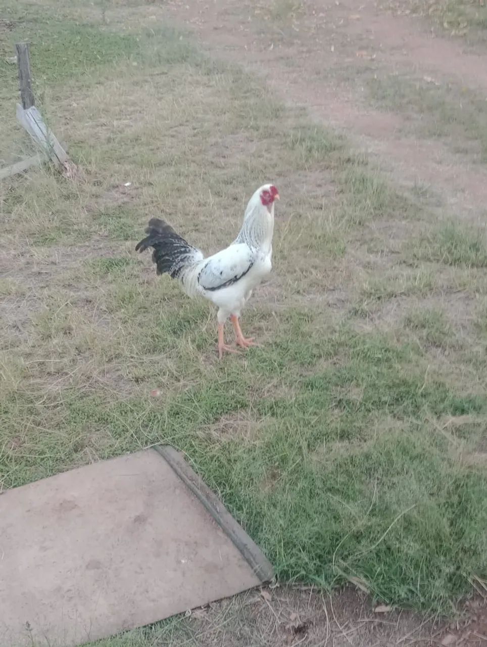 Frango e franga caipira - Foto 2
