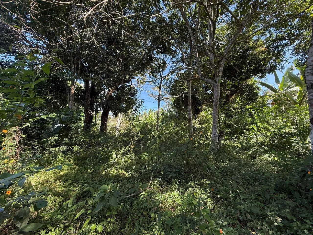 Outros à venda em Agostinho - 2500. m² - Foto 2