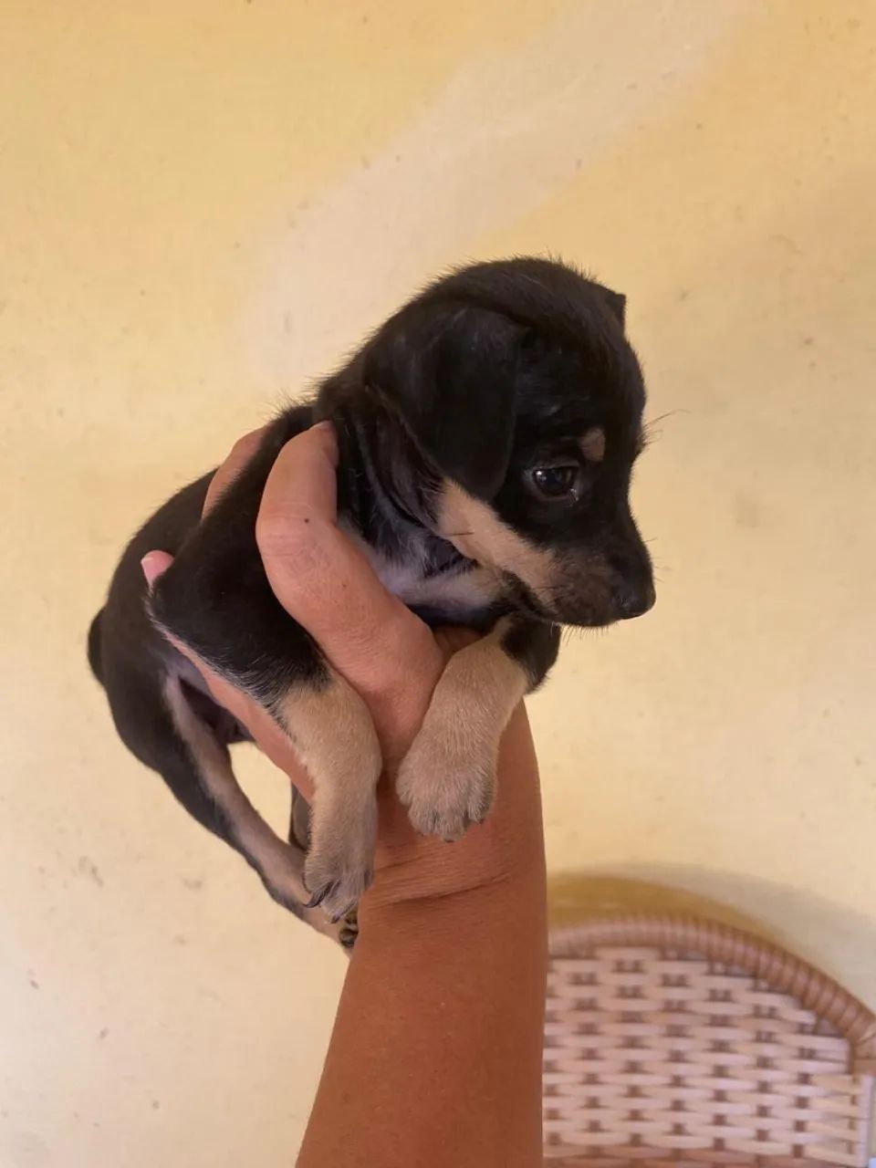 Pinscher 1  - Foto 3