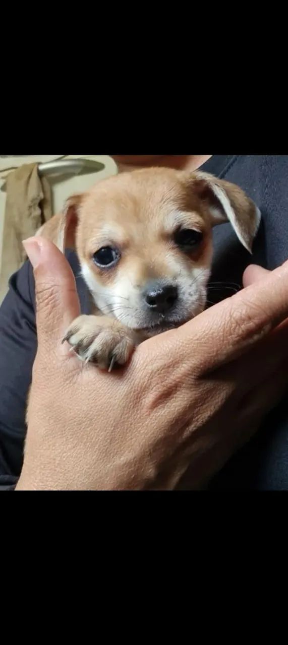 Doa-se cachorrinhos filhotes  - Foto 2