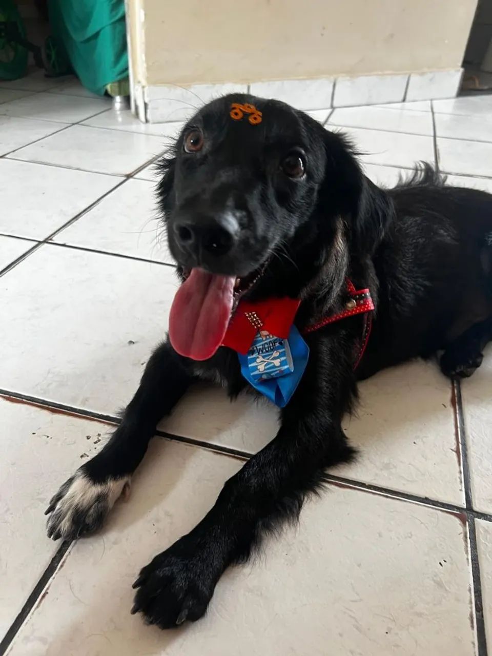 Cachorro dócil para adoção  - Foto 2