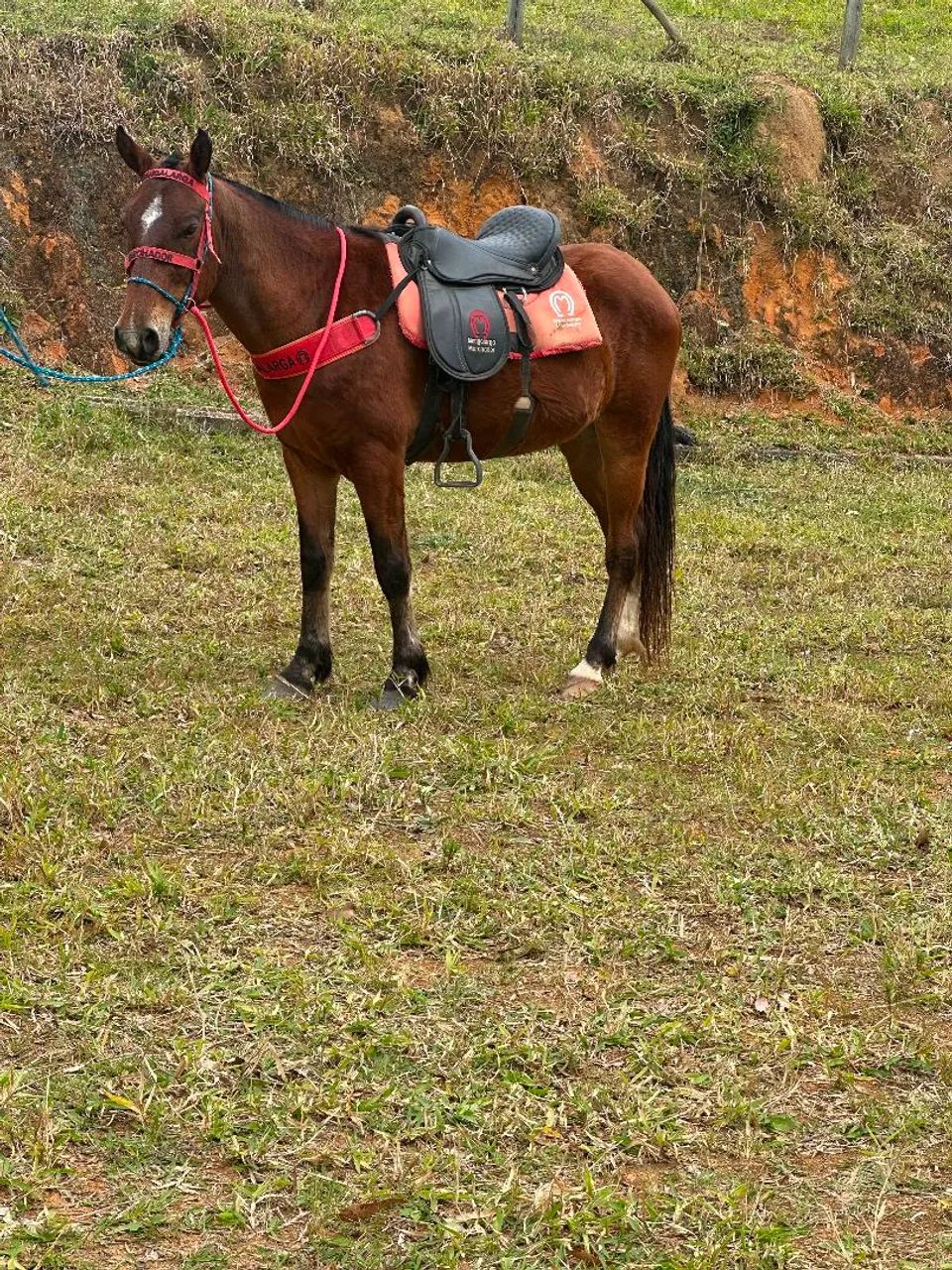 Cavalo manso e selado - Foto 5