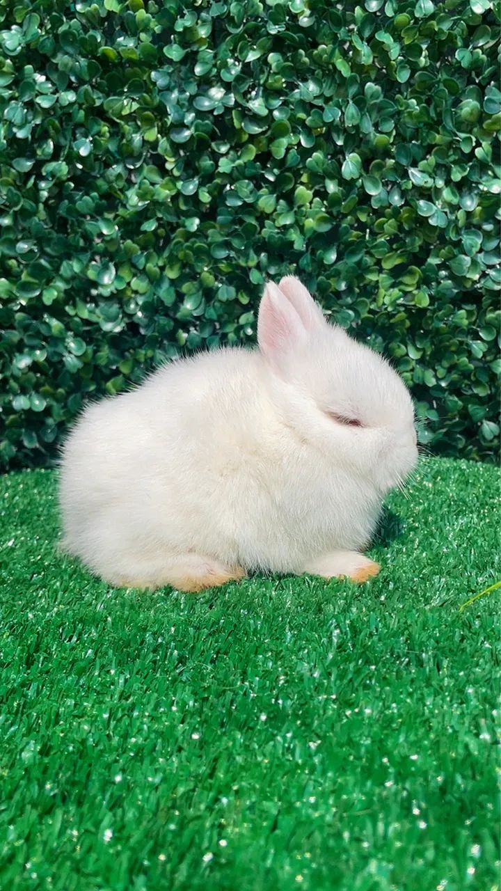 Mini coelhos - Foto 2