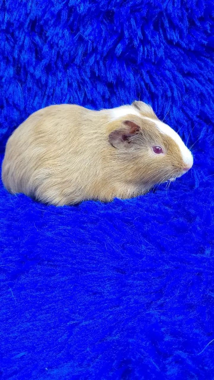 Lindos Porquinho da índia  - Foto 2