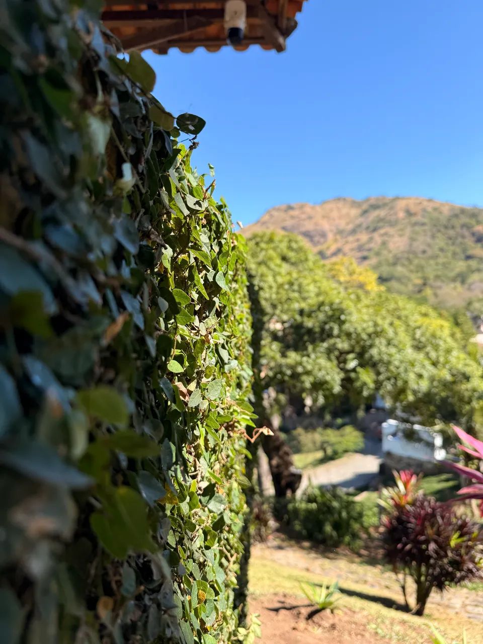 Serviços de Jardinagem  - Foto 2