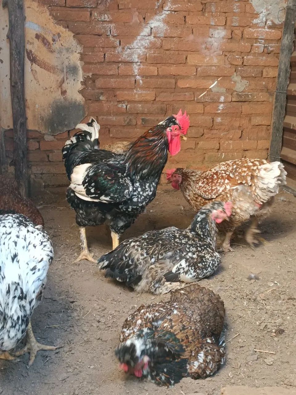 Pintinhos GSB 