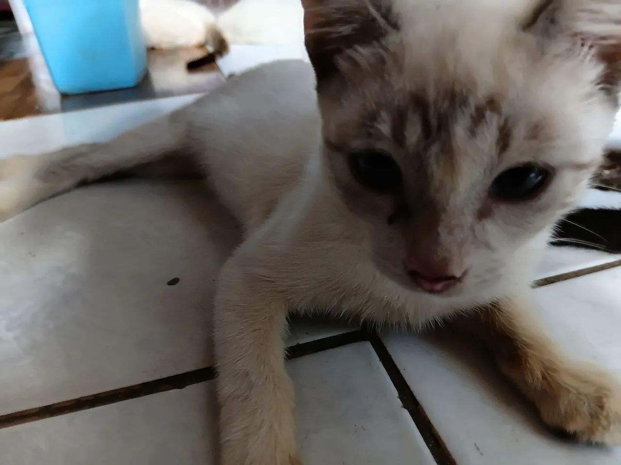 Gato - Foto 2
