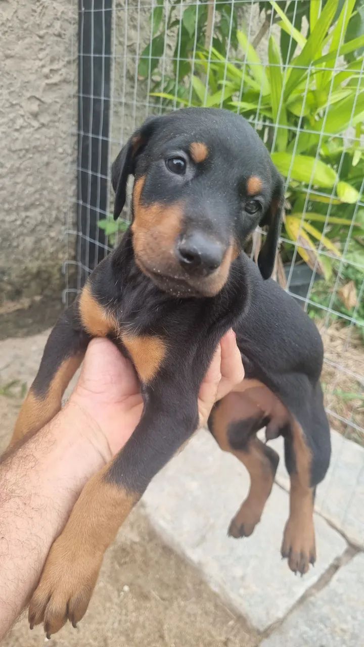 Dobermann disponível  - Foto 2