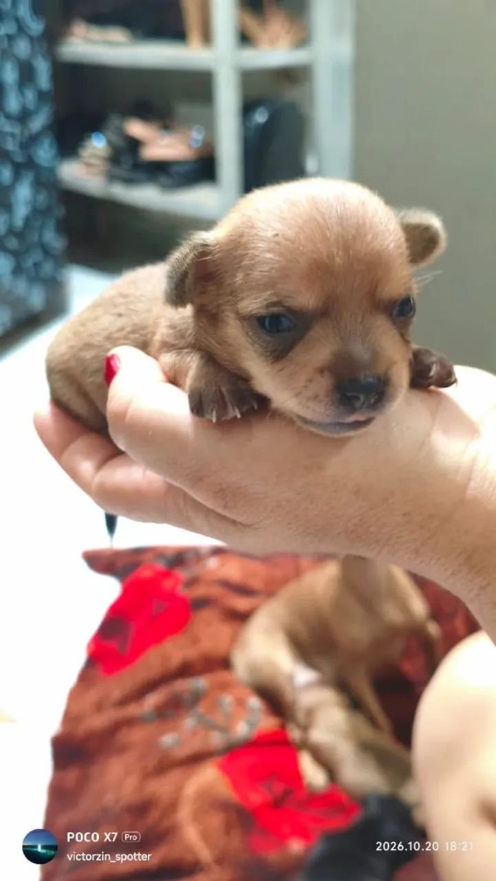 Pinscher 0