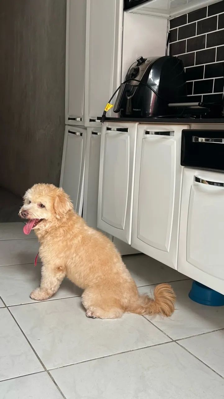Maltês para procriar 