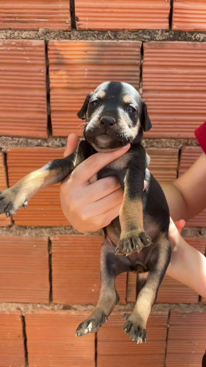 Cachorros  - Foto 5