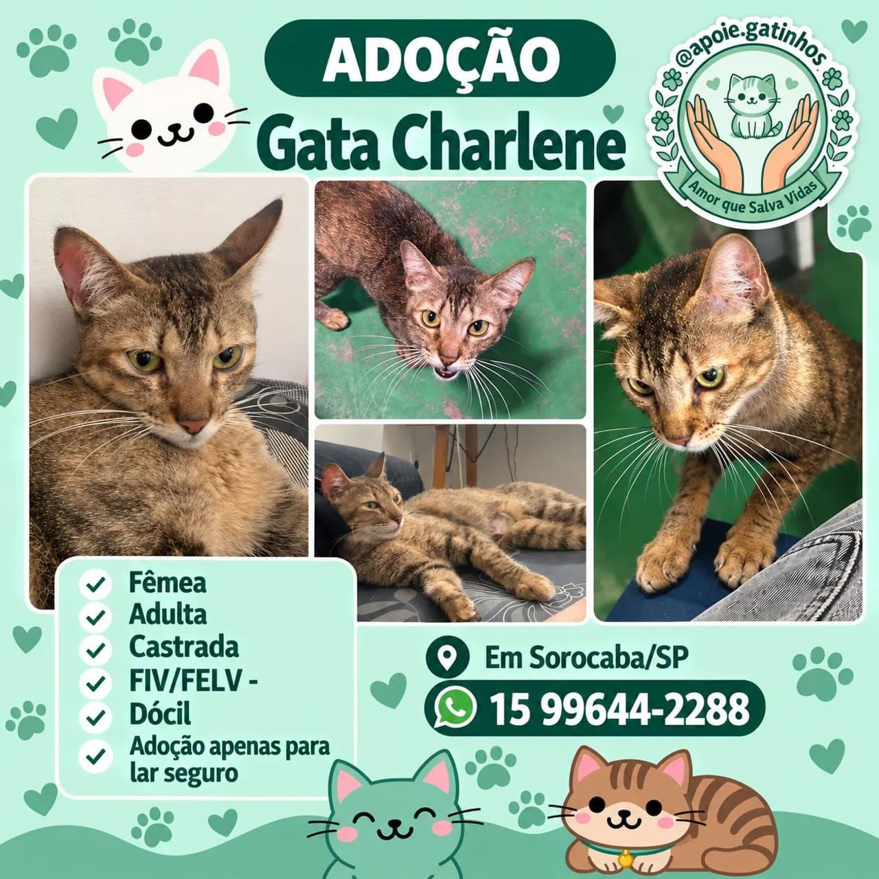 DOAÇÃO gata 