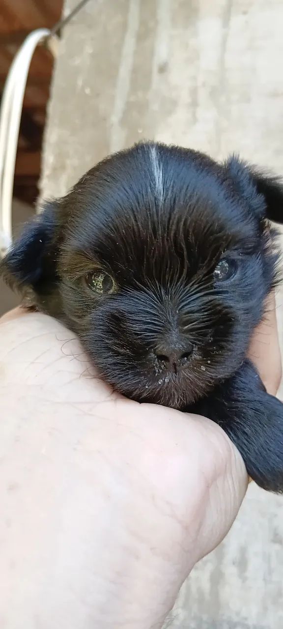 LINDOS FILHOTES DE SHIHTZU - Foto 4