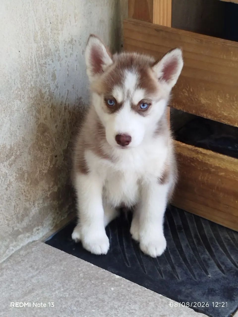 Husky Siberiano  - Foto 5