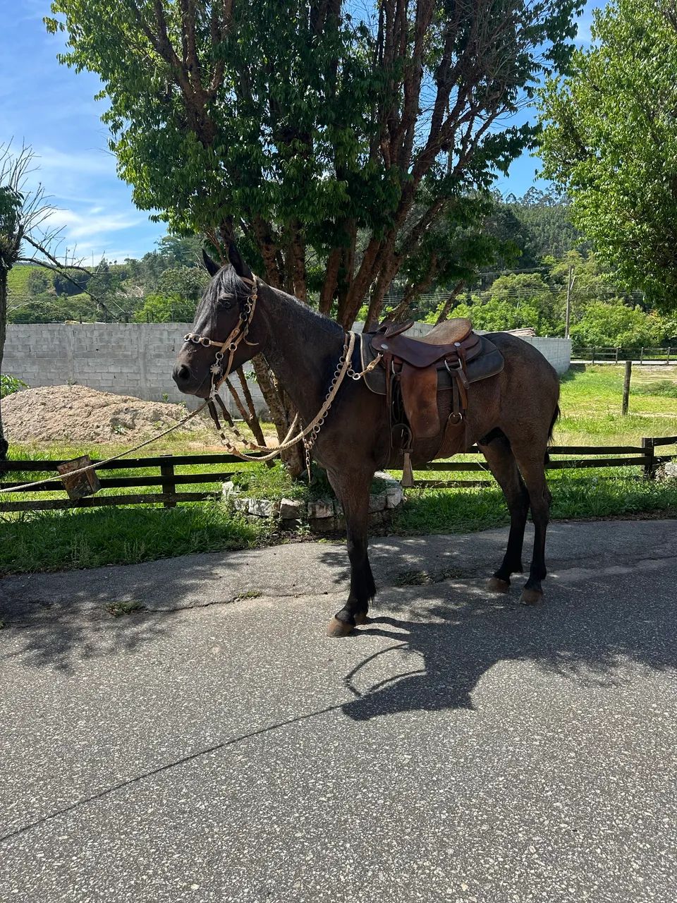 Potro marcha picada  - Foto 2