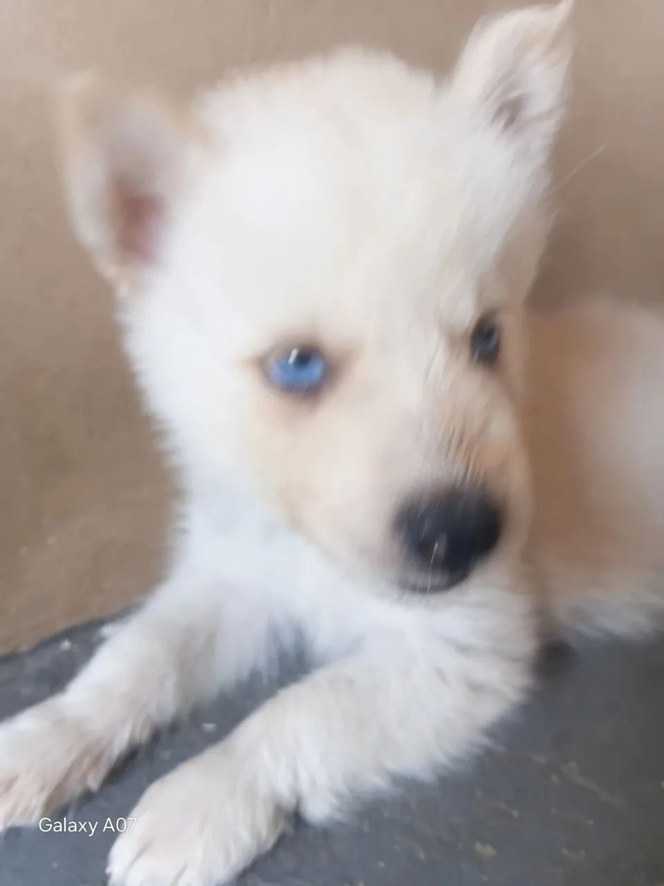 Husky siberiano  - Foto 4