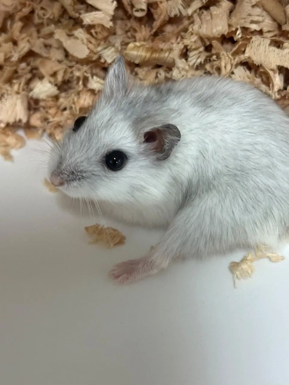 MATRIZ hamster russo - Foto 2
