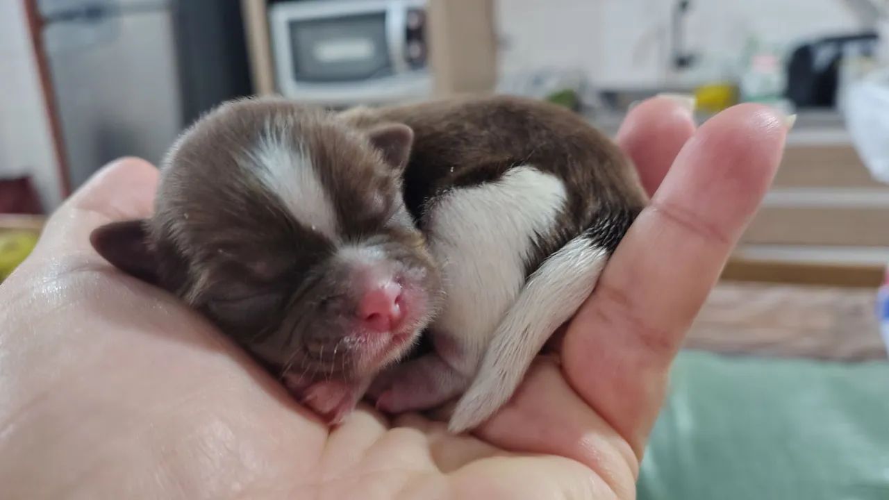  Shitzu filhotes para reserva