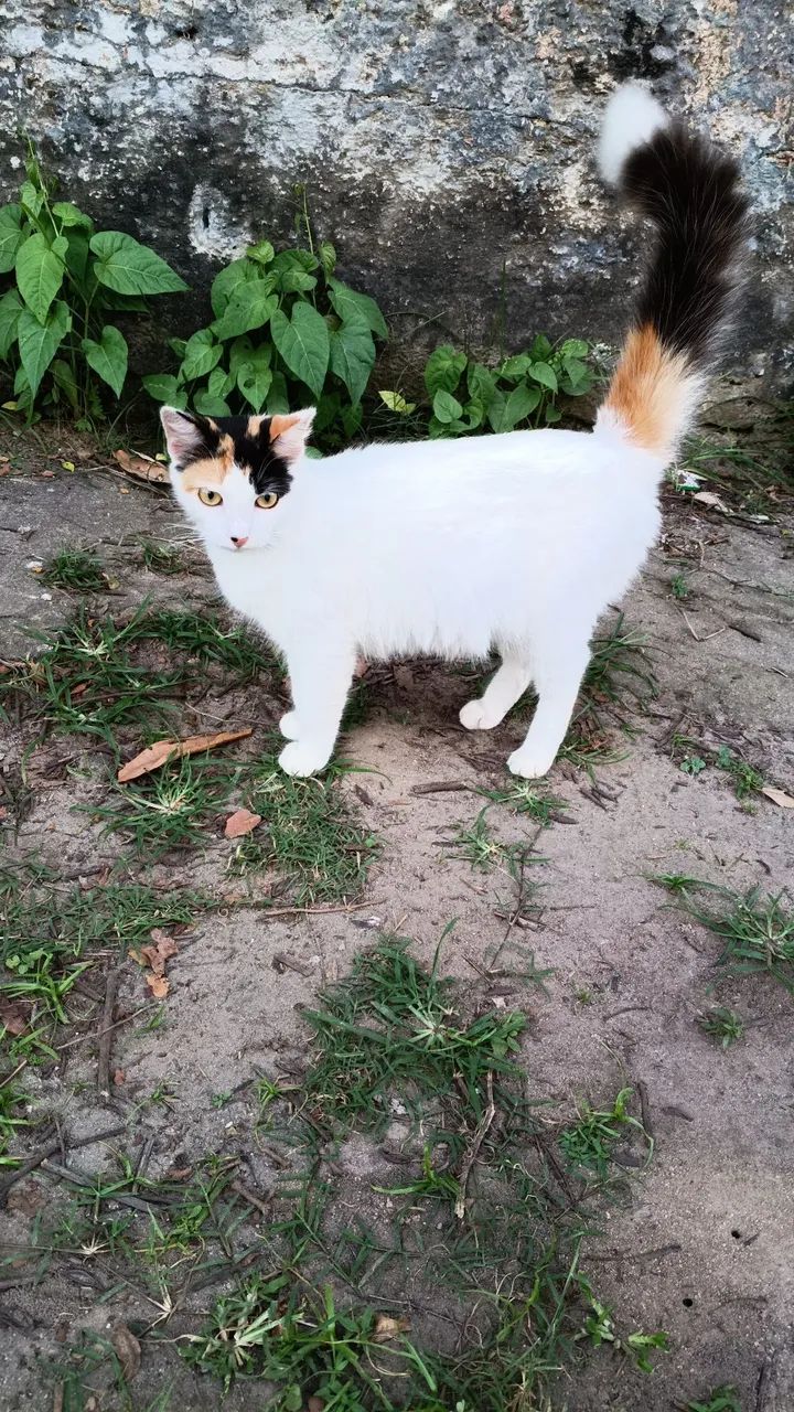 Gatos